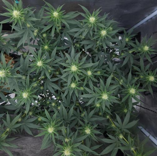Romdog/Garlic Fever LSO + Organics !. Week 9 - Romdog (Day 60)