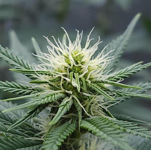 Romdog/Garlic Fever LSO + Organics !. Week 9 - Romdog (Day 60)