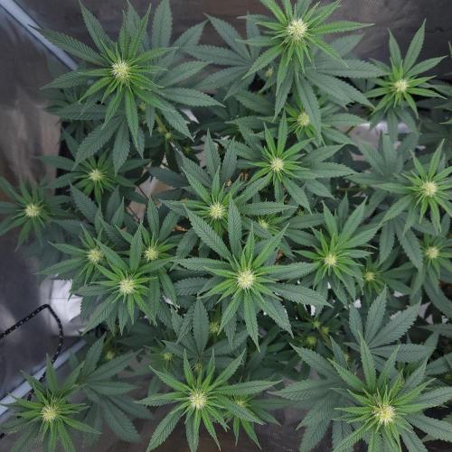 Romdog/Garlic Fever LSO + Organics !. Week 9 - Garlic Fever (Day 60)