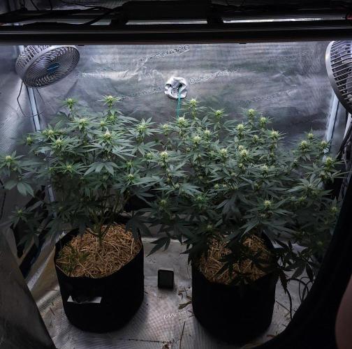 Romdog/Garlic Fever LSO + Organics !. Week 9 - 08/18/26
