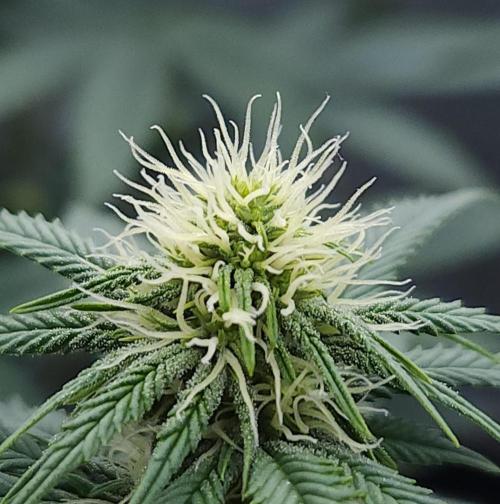 Romdog/Garlic Fever LSO + Organics !. Week 9 - Romdog (Day 61)