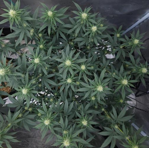 Romdog/Garlic Fever LSO + Organics !. Week 9 - Romdog (Day 61)
