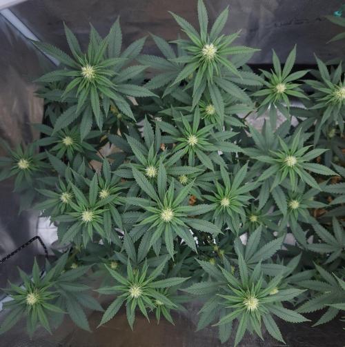 Romdog/Garlic Fever LSO + Organics !. Week 9 - Garlic Fever (Day 61)