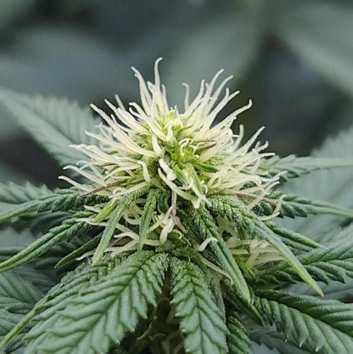 Romdog/Garlic Fever LSO + Organics !. Week 9 - Garlic Fever (Day 61)