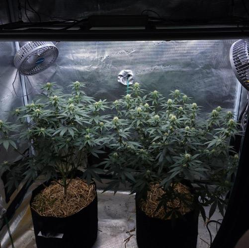 Romdog/Garlic Fever LSO + Organics !. Week 9 - 08/19/26