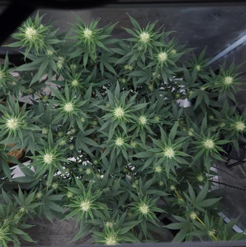 Romdog/Garlic Fever LSO + Organics !. Week 10 - Romdog (Day 62)