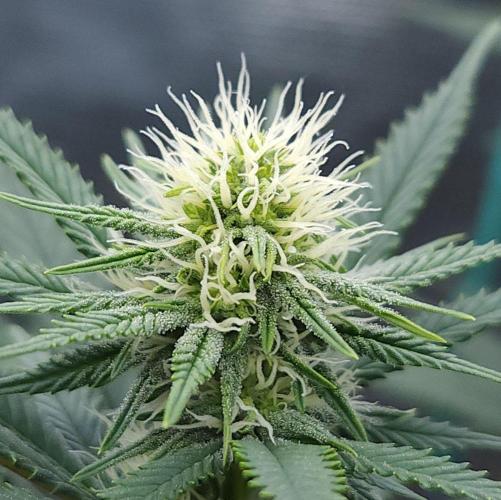 Romdog/Garlic Fever LSO + Organics !. Week 10 - Romdog (Day 62)