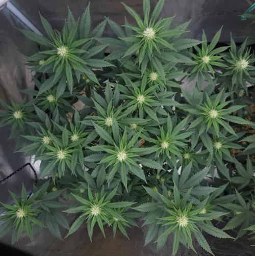Romdog/Garlic Fever LSO + Organics !. Week 10 - Garlic Fever (Day 62)