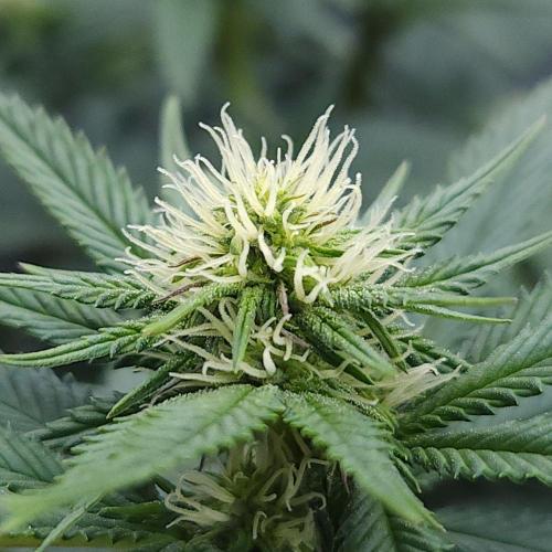 Romdog/Garlic Fever LSO + Organics !. Week 10 - Garlic Fever (Day 62)