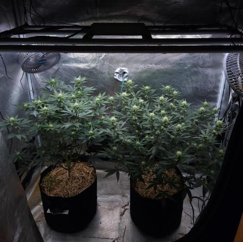 Romdog/Garlic Fever LSO + Organics !. Week 10 - 08/20/26