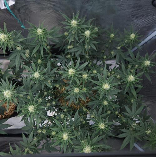 Romdog/Garlic Fever LSO + Organics !. Week 10 - Romdog (Day 63)