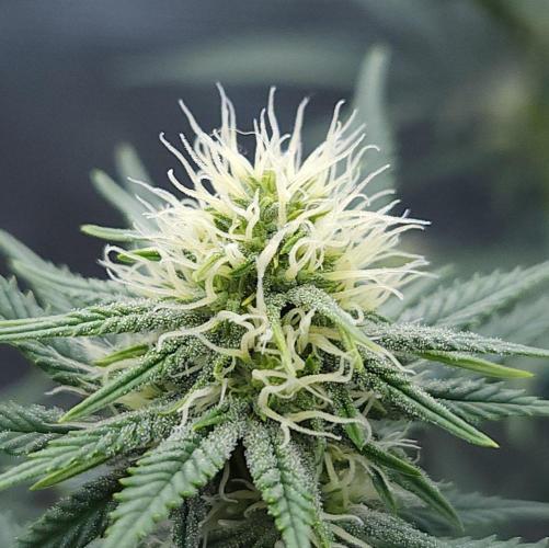 Romdog/Garlic Fever LSO + Organics !. Week 10 - Romdog (Day 63)