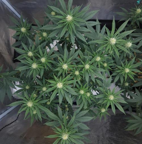 Romdog/Garlic Fever LSO + Organics !. Week 10 - Garlic Fever (Day 63)