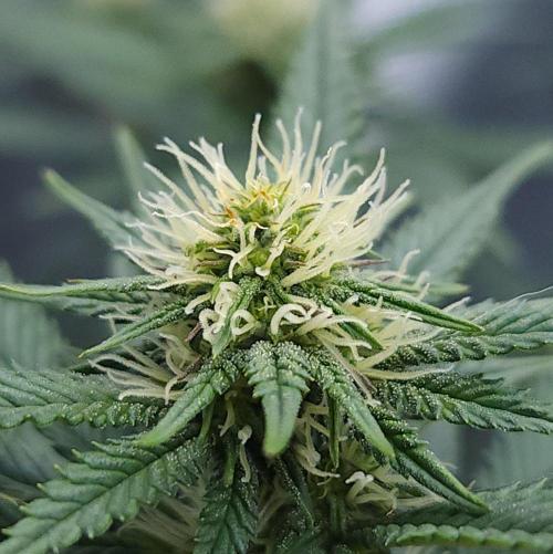 Romdog/Garlic Fever LSO + Organics !. Week 10 - Garlic Fever (Day 63)
