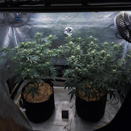 Romdog/Garlic Fever LSO + Organics !. Week 10 - 08/21/26