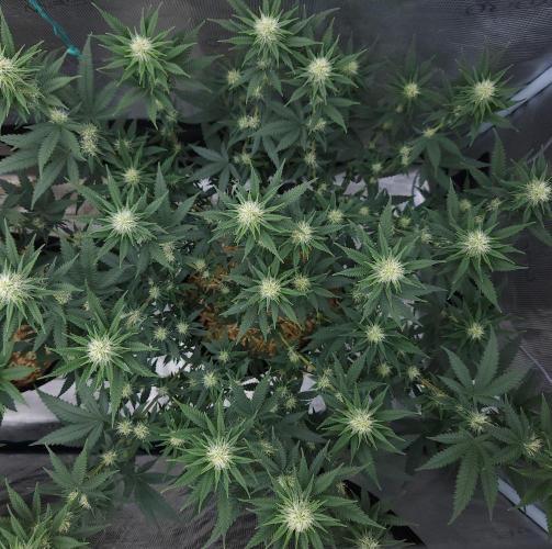 Romdog/Garlic Fever LSO + Organics !. Week 10 - Romdog (Day 64)