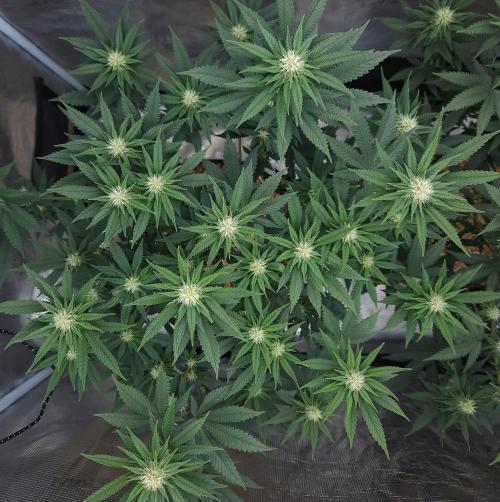 Romdog/Garlic Fever LSO + Organics !. Week 10 - Garlic Fever (Day 64)