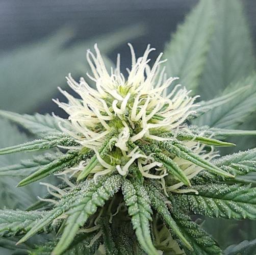 Romdog/Garlic Fever LSO + Organics !. Week 10 - Garlic Fever (Day 64)