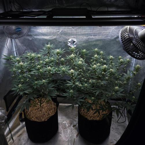 Romdog/Garlic Fever LSO + Organics !. Week 10 - 08/22/26