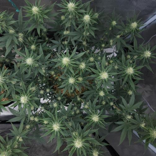 Romdog/Garlic Fever LSO + Organics !. Week 10 - Romdog (Day 65)
