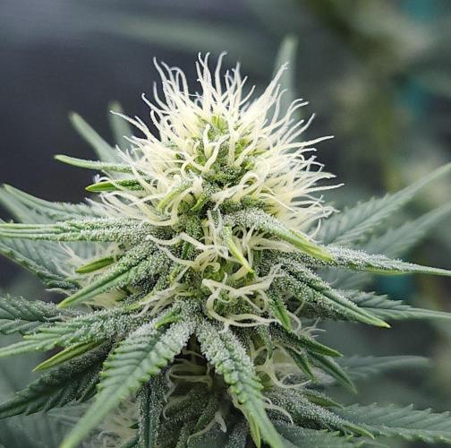 Romdog/Garlic Fever LSO + Organics !. Week 10 - Romdog (Day 65)