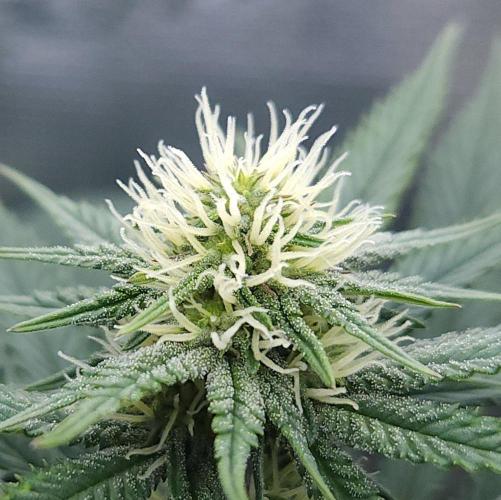 Romdog/Garlic Fever LSO + Organics !. Week 10 - Garlic Fever (Day 65)