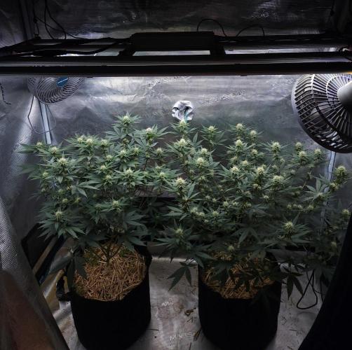 Romdog/Garlic Fever LSO + Organics !. Week 10 - 08/23/26