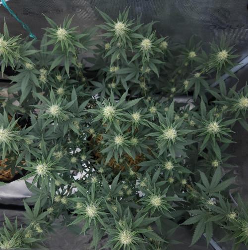 Romdog/Garlic Fever LSO + Organics !. Week 10 - Romdog (Day 66)