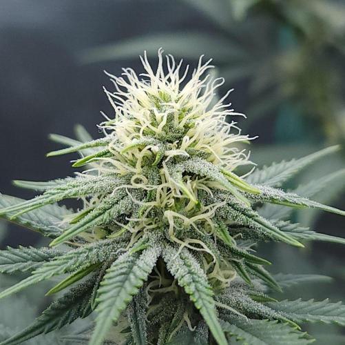 Romdog/Garlic Fever LSO + Organics !. Week 10 - Romdog (Day 66)