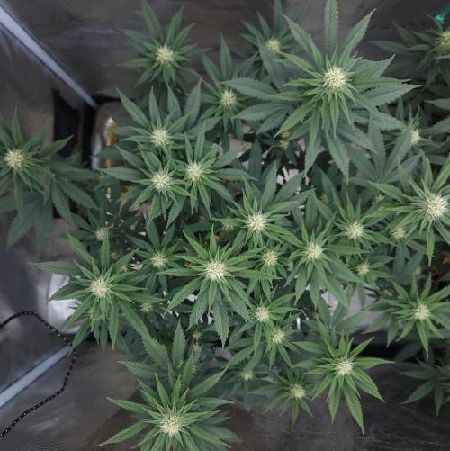 Romdog/Garlic Fever LSO + Organics !. Week 10 - Garlic Fever (Day 66)
