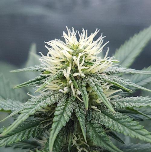 Romdog/Garlic Fever LSO + Organics !. Week 10 - Garlic Fever (Day 66)