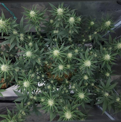 Romdog/Garlic Fever LSO + Organics !. Week 10 - Romdog (Day 67)