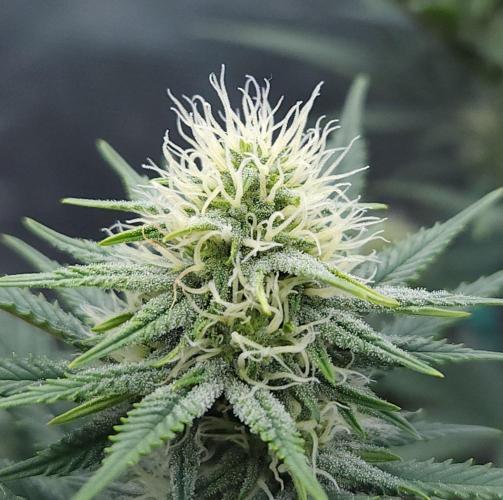 Romdog/Garlic Fever LSO + Organics !. Week 10 - Romdog (Day 67)