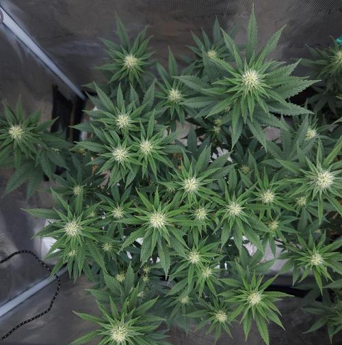 Romdog/Garlic Fever LSO + Organics !. Week 10 - Garlic Fever (Day 67)
