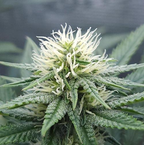 Romdog/Garlic Fever LSO + Organics !. Week 10 - Garlic Fever (Day 67)