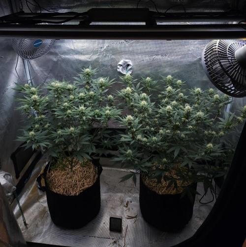 Romdog/Garlic Fever LSO + Organics !. Week 10 - 08/25/26