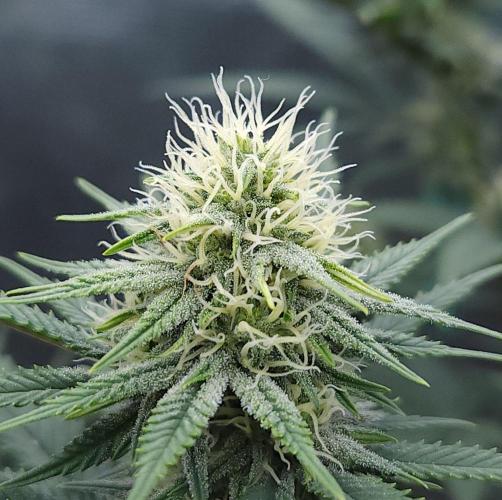 Romdog/Garlic Fever LSO + Organics !. Week 10 - Romdog (Day 68)