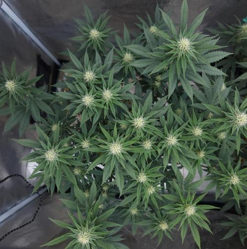Romdog/Garlic Fever LSO + Organics !. Week 10 - Garlic Fever (Day 68)