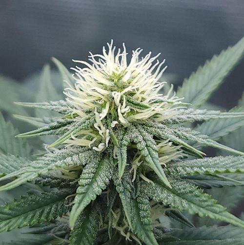 Romdog/Garlic Fever LSO + Organics !. Week 10 - Garlic Fever (Day 68)