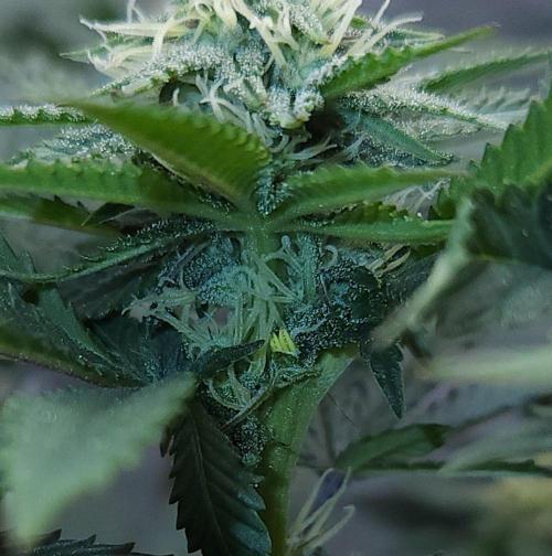 Romdog/Garlic Fever LSO + Organics !. Week 10 - Garlic Fever (Day 68)