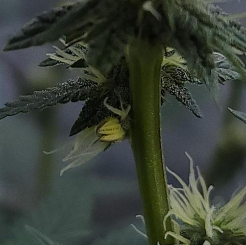 Romdog/Garlic Fever LSO + Organics !. Week 10 - Garlic Fever (Day 68)