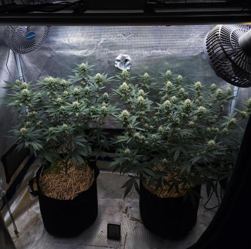 Romdog/Garlic Fever LSO + Organics !. Week 10 - 08/26/26