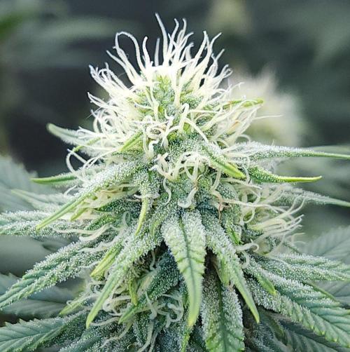 Romdog/Garlic Fever LSO + Organics !. Week 11 - Romdog (Day 69)