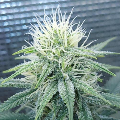 Romdog/Garlic Fever LSO + Organics !. Week 11 - Romdog (Day 69)