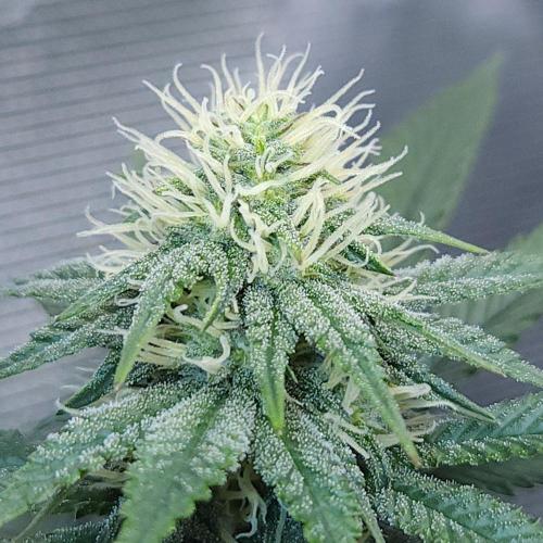 Romdog/Garlic Fever LSO + Organics !. Week 11 - Garlic Fever (Day 69)