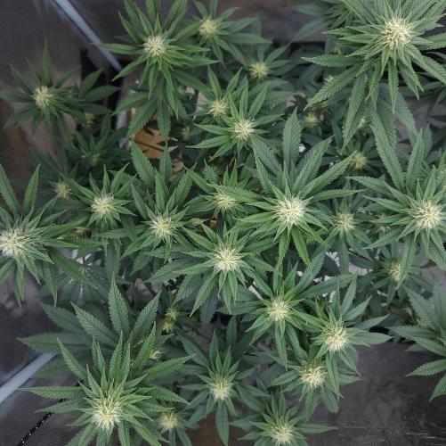 Romdog/Garlic Fever LSO + Organics !. Week 11 - Garlic Fever (Day 69)