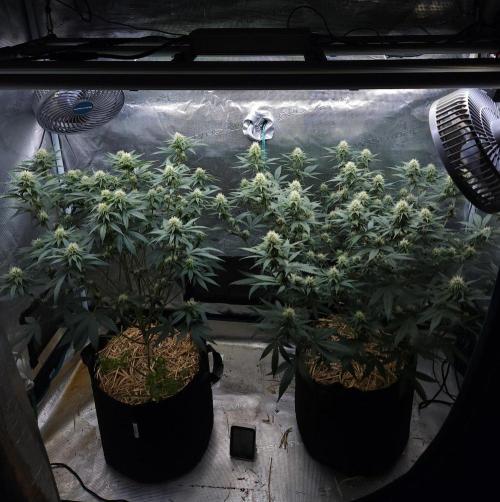 Romdog/Garlic Fever LSO + Organics !. Week 11 - 08/27/26