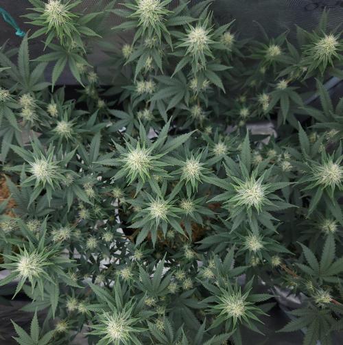 Romdog/Garlic Fever LSO + Organics !. Week 11 - Romdog (Day 70)