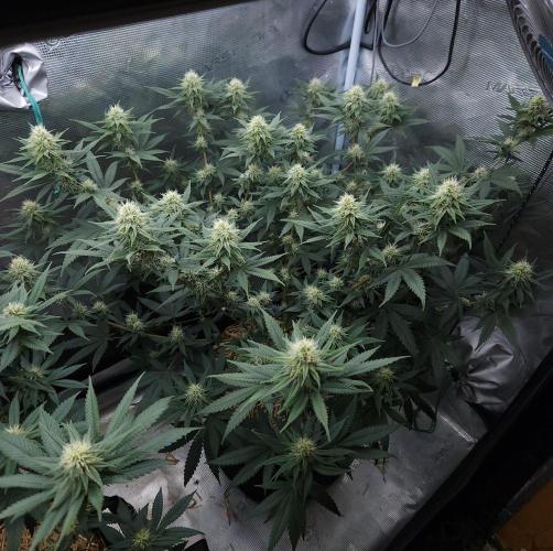 Romdog/Garlic Fever LSO + Organics !. Week 11 - Romdog (Day 70)