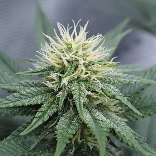 Romdog/Garlic Fever LSO + Organics !. Week 11 - Garlic Fever (Day 70)
